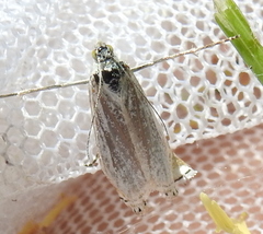 Chrysoteuchia culmella