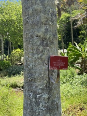 Pritchardia maideniana