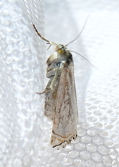 Chrysoteuchia culmella