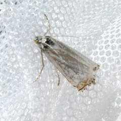 Chrysoteuchia culmella
