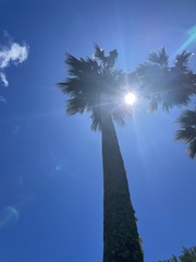 Pritchardia maideniana