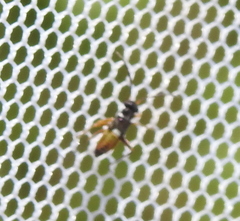 Dryophilocoris flavoquadrimaculatus