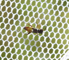 Dryophilocoris flavoquadrimaculatus