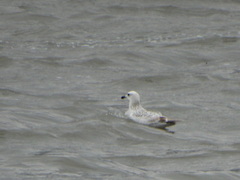 Larus argentatus
