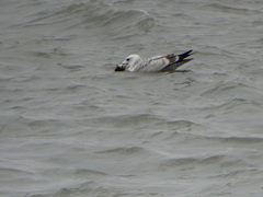 Larus argentatus