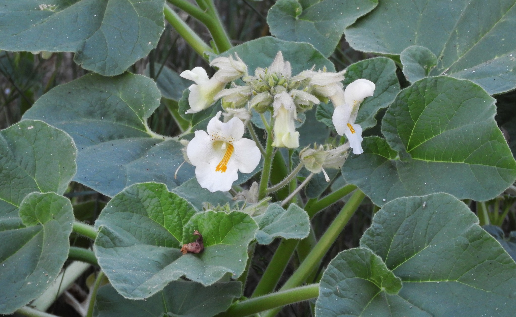 common devil's-claw (Proboscidea louisianica) · iNaturalist