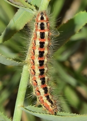 Acronicta serratae