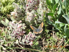 Kretania nichollae
