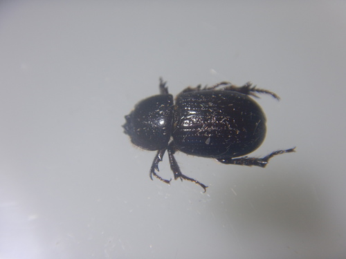 Goniophileurus femoratus