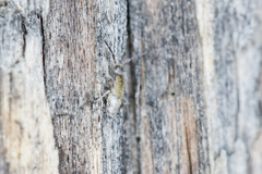 Willowsia nigromaculata