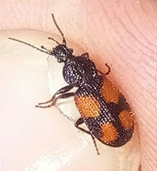 Panagaeus bipustulatus