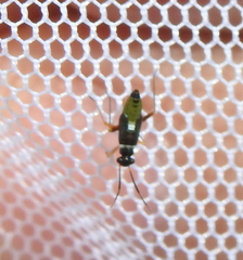 Dryophilocoris flavoquadrimaculatus