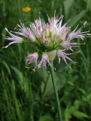 Allium validum