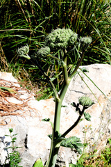 Magydaris pastinacea