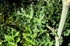 Magydaris pastinacea