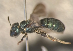 Ceratina chalybea