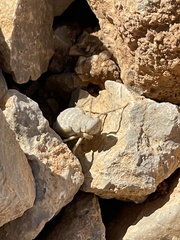 Eremiaphila brunneri