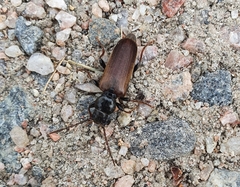 Tetropium castaneum