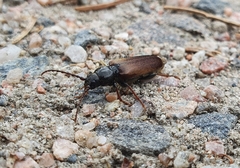 Tetropium castaneum