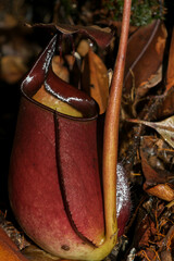 Nepenthes bicalcarata