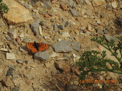 Melitaea acentria