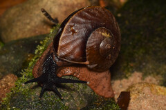 Exrhysota brookei