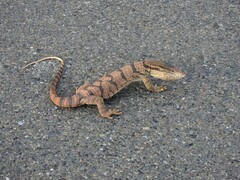 Varanus griseus caspius