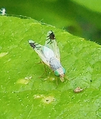 Trupanea stellata