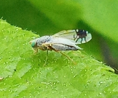 Trupanea stellata