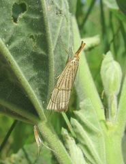 Chrysocrambus linetella