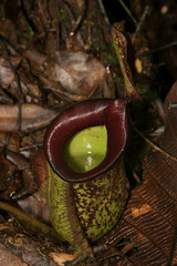 Nepenthes × hookeriana