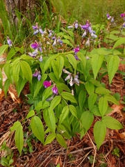 Vicia venosa