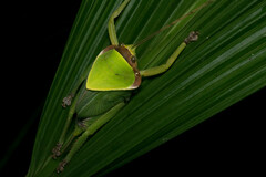 Pseudophyllus neriifolius