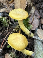 Cortinarius canarius