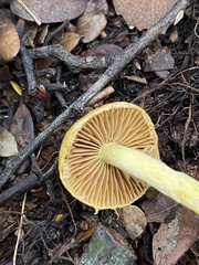Cortinarius canarius