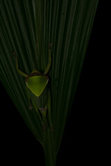 Pseudophyllus neriifolius