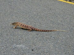 Varanus griseus caspius