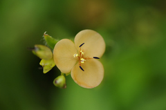 Murdannia lanuginosa