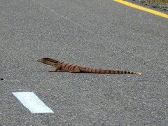 Varanus griseus caspius