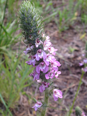 Pedicularis attollens