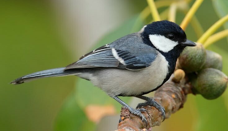 Asian Tit (Kyoto Common Birds) · iNaturalist