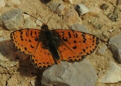 Melitaea acentria