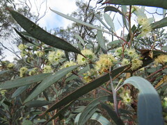 Eucalyptus polybractea
