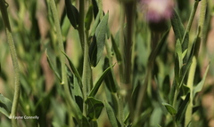 Pseudopegolettia tenella