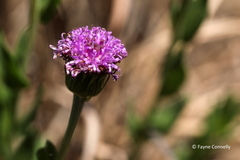 Pseudopegolettia tenella