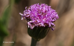 Pseudopegolettia tenella