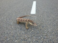 Varanus griseus caspius