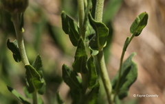 Pseudopegolettia tenella