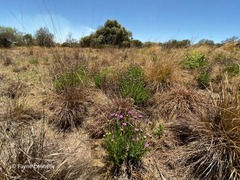 Pseudopegolettia tenella