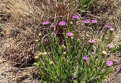 Pseudopegolettia tenella